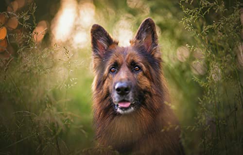 Puzzle 1000 Teile für Erwachsene, Deutscher Schäferhund, 70 x 50 cm von AFHMZ