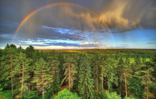 Puzzle 1000 Teile für Erwachsene, Puzzle für Erwachsene, 1000-teiliges Lernpuzzle, Bäume, Regenbogen, 70 x 100 cm von AFHMZ