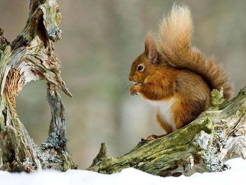 Puzzle 1000 Teile für Erwachsene - Winter, Rot, Haare, Eichhörnchen 70x50CM von AFHMZ