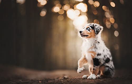 Puzzle 200 Teile Australian Shepherd Welpe 35x25CM Puzzle 200 Teile Australian Shepherd Welpe 35x25CM von AFHMZ