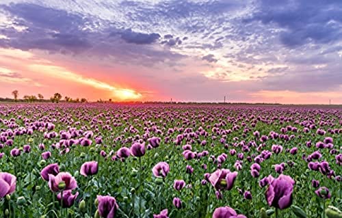 Puzzle 200 Teile Romantisches Mohnfeld Lila Sonnenuntergang Himmel 35x25CM Puzzle 200 Teile Romantisches Mohnfeld Lila Sonnenuntergang Himmel 35x25CM von AFHMZ