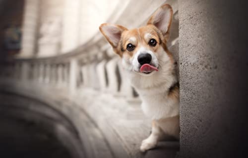 Puzzle 200 Teile Welsh Corgi Welpe 35x25CM Puzzle 200 Teile Welsh Corgi Welpe 35x25CM von AFHMZ