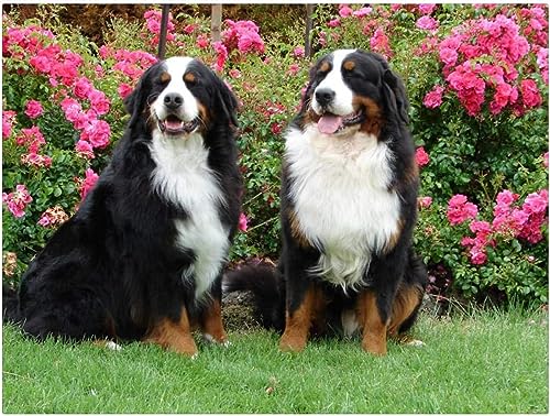 Puzzle 200 Teile für Erwachsene, 2 Berner Sennenhunde Puzzle 35x25CM Puzzle 200 Teile für Erwachsene, 2 Berner Sennenhunde Puzzle 35x25CM von AFHMZ