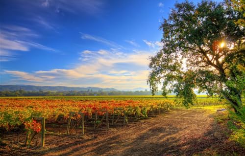 Puzzle 200 Teile für Erwachsene, Puzzle für Erwachsene 200, Baum, Plantagen, Healdsburg-Weintour, 35 x 25 cm Puzzle 200 Teile für Erwachsene, Puzzle für Erwachsene 200, Baum, Plantagen, Healdsburg-Weintour, 35 x 25 cm von AFHMZ