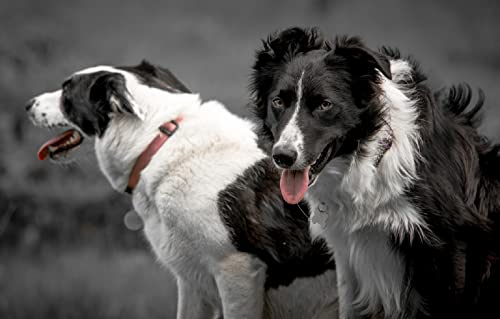 Puzzle 2000 Teile, Border Collie-Hund, 70 x 100 cm von AFHMZ