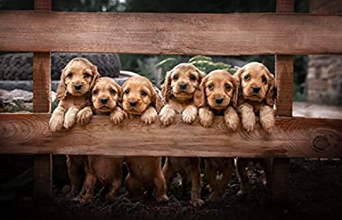 Puzzle 2000 Teile Erwachsene/Cocker Spaniel/Dekompressionspuzzle für Erwachsene und Kinder ab 3 Jahren Klassische Puzzles Größe: 70x100CM von AFHMZ