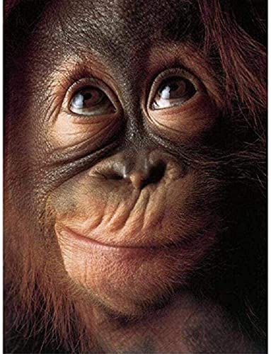 Puzzle 2000 Teile Orang-Utan Seltsamer Ausdruck Puzzle-Set für Erwachsene und Teenager für die Familie - 100 x 70 cm Puzzle 2000 Teile Orang-Utan Seltsamer Ausdruck Puzzle-Set für Erwachsene und Teenager für die Familie - 100 x 70 cm von AFHMZ