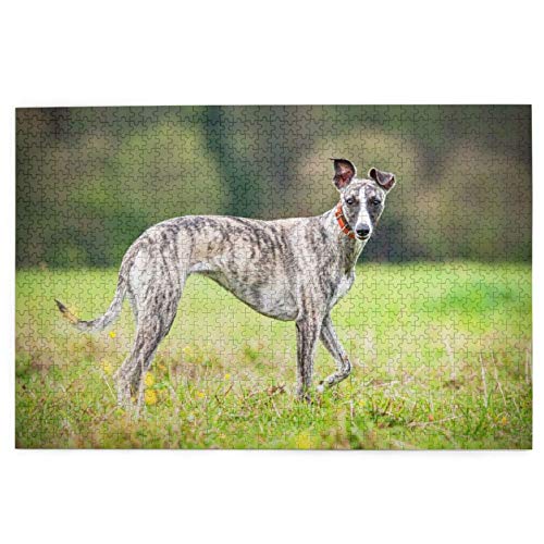 Puzzle 2000 Teile Whippet-Hunde Rasenhunde Graue Hunde Haustiere Puzzlespielzeug Familienspiel Wanddekoration für Erwachsene Teenager 100x70CM von AFHMZ