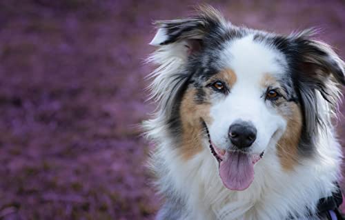 Puzzle 300 Teile für Erwachsene, Australian Shepherd Dog, 38 x 26 cm von AFHMZ