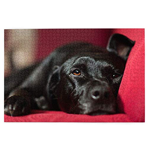 Puzzle 500 Teile, Schwarzer Labrador Retriever, Haustiere, Bokeh, Schwarze Hunde, Puzzlespielzeug, Familienspiel, Wanddekoration für Erwachsene und Jugendliche, 52 x 38 cm Puzzle 500 Teile, Schwarzer Labrador Retriever, Haustiere, Bokeh, Schwarze Hunde, Puzzlespielzeug, Familienspiel, Wanddekoration für Erwachsene und Jugendliche, 52 x 38 cm von AFHMZ