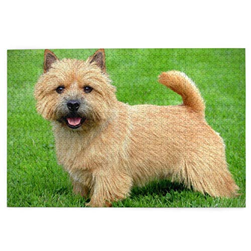 Puzzle 500 Teile Norwich Terrier Hunde Rasenhunde Flauschige Hunde Haustiere Puzzle Spielzeug Familienspiel Wanddekoration für Erwachsene Teenager 52x38CM von AFHMZ