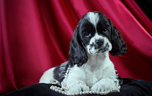 Puzzle Boy Puzzle 300 Teile Spaniel-Welpe 38x26CM Puzzle Boy Puzzle 300 Teile Spaniel-Welpe 38x26CM von AFHMZ