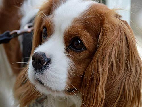 Puzzle Cavalier King Charles Spaniel, 200 Teile, Freunde, 35 x 25 cm Puzzle Cavalier King Charles Spaniel, 200 Teile, Freunde, 35 x 25 cm von AFHMZ