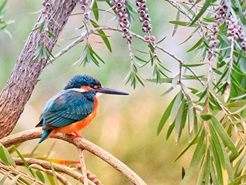 Puzzle Eisvogel Eisvogel 100 Teile, Freunde 45,5 x 35,5 cm von AFHMZ