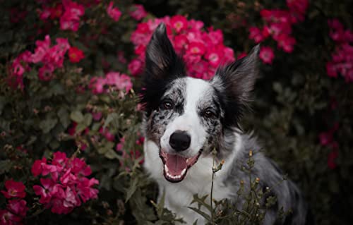 Puzzle Junge 100 Teile Border Collie Hund 45,5x35,5CM Puzzle Junge 100 Teile Border Collie Hund 45,5x35,5CM von AFHMZ