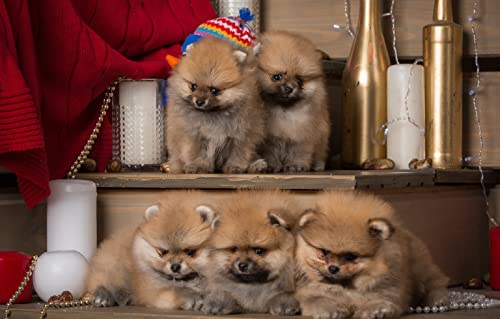 Puzzle Junge 100 Teile Welpe 45,5x35,5CM von AFHMZ