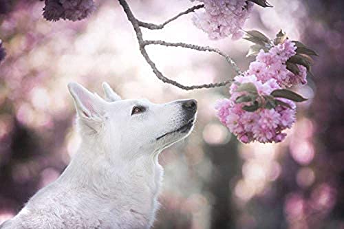 Puzzle Tiere 200 Teile Hunde Berger Blanc Suisse Schäferhund Weiße Zweige 35x25CM Puzzle Tiere 200 Teile Hunde Berger Blanc Suisse Schäferhund Weiße Zweige 35x25CM von AFHMZ