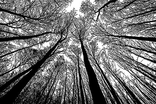Puzzle-Wald in Schwarz und Weiß - 200 Teile Kreative Schwarz-Weiß-Naturlandschaft Schwieriges Puzzle 35x25CM Puzzle-Wald in Schwarz und Weiß - 200 Teile Kreative Schwarz-Weiß-Naturlandschaft Schwieriges Puzzle 35x25CM von AFHMZ