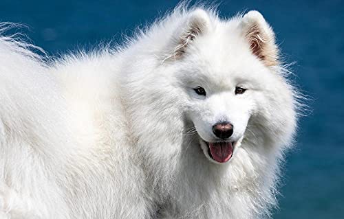 Puzzle Weihnachten 100 Teile Samojedenhund 45,5x35,5CM Puzzle Weihnachten 100 Teile Samojedenhund 45,5x35,5CM von AFHMZ