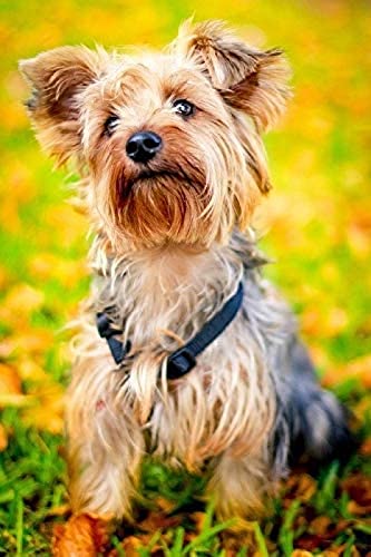 Puzzle | Welpe York Yorkshire Terrier Puzzle | 1000 Puzzleteile 50 * 70cm 38x26CM von AFHMZ