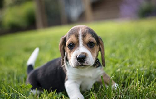 Puzzle für 7-jährige Jungen, 100 Teile, Beagle-Welpe, 45,5 x 35,5 cm Puzzle für 7-jährige Jungen, 100 Teile, Beagle-Welpe, 45,5 x 35,5 cm von AFHMZ