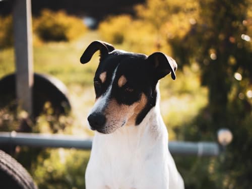 Puzzle für Erwachsene, 1000 Teile, Geschenke für Erwachsene, Jack, Russell, Terrier, Hund, ähnlich, Säugetier, Tier, 70 x 50 cm Puzzle für Erwachsene, 1000 Teile, Geschenke für Erwachsene, Jack, Russell, Terrier, Hund, ähnlich, Säugetier, Tier, 70 x 50 cm von AFHMZ