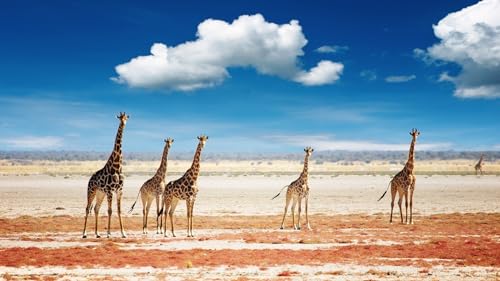 Puzzle für Erwachsene, 1000 Teile, Giraffen in der afrikanischen Savanne, Unmögliches Puzzle, 38 x 26 cm von AFHMZ