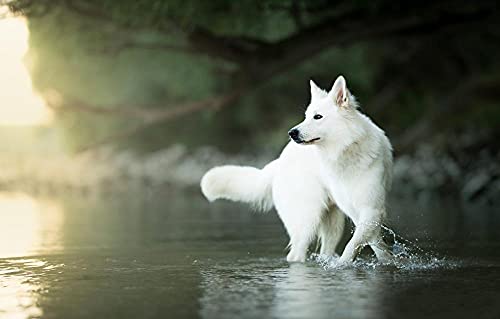 Puzzle für Erwachsene, 1000 Teile, Schweizer Schäferhund, 70 x 50 cm von AFHMZ