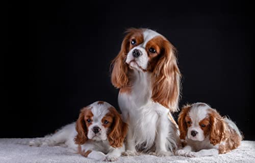 Puzzle für Erwachsene, 1000 Teile, Spaniel-Welpe, 70 x 50 cm von AFHMZ