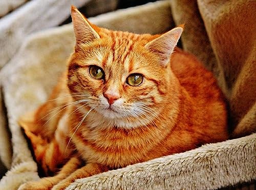 Puzzle für Erwachsene, 1000 Teile, Tier, orange Katze, 70 x 50 cm von AFHMZ