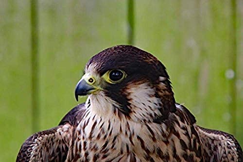 Puzzle für Erwachsene, 1000 Teile, Wanderfalke, Raubvogel, Raptor, Jäger, Puzzlespiel, Kunstwerk für Erwachsene, Teenager, hochauflösendes Druck-Bodenpuzzle, Mehrfarbig, 38 x 26 cm Puzzle für Erwachsene, 1000 Teile, Wanderfalke, Raubvogel, Raptor, Jäger, Puzzlespiel, Kunstwerk für Erwachsene, Teenager, hochauflösendes Druck-Bodenpuzzle, Mehrfarbig, 38 x 26 cm von AFHMZ