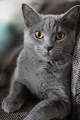 Puzzle für Erwachsene, 1000 Teile, graue Katze, aus Holz, Brett Wird Nicht verformt, 38 x 26 cm Puzzle für Erwachsene, 1000 Teile, graue Katze, aus Holz, Brett Wird Nicht verformt, 38 x 26 cm von AFHMZ