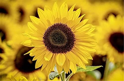 Puzzle für Erwachsene, 1314 Teile, Sonnenblume – Intellektuelles Lernspielzeug für Erwachsene und Kinder, DIY-Sammlerstücke, Moderne Heimdekoration, 70 x 50 cm Puzzle für Erwachsene, 1314 Teile, Sonnenblume – Intellektuelles Lernspielzeug für Erwachsene und Kinder, DIY-Sammlerstücke, Moderne Heimdekoration, 70 x 50 cm von AFHMZ