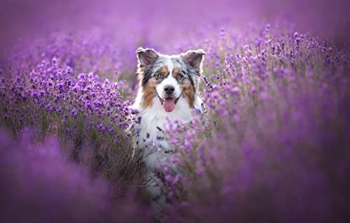 Puzzle für Erwachsene, 200 Teile, Australian Shepherd Dog, 35 x 25 cm Puzzle für Erwachsene, 200 Teile, Australian Shepherd Dog, 35 x 25 cm von AFHMZ