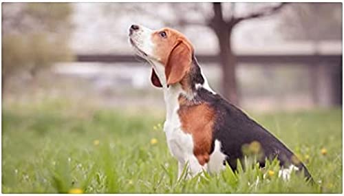 Puzzle für Erwachsene, 200 Teile, Holzpuzzle, Gelbes Welpenpuzzle, Unmögliches Puzzle, 35 x 25 cm Puzzle für Erwachsene, 200 Teile, Holzpuzzle, Gelbes Welpenpuzzle, Unmögliches Puzzle, 35 x 25 cm von AFHMZ