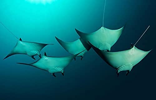 Puzzle für Erwachsene, 200 Teile, Manta Ray Stingray, 35 x 25 cm Puzzle für Erwachsene, 200 Teile, Manta Ray Stingray, 35 x 25 cm von AFHMZ