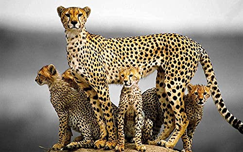 Puzzle für Erwachsene, 200 Teile – Holzpuzzle – Gepard – Großes 200-teiliges Puzzlespiel, Kunstwerk-Puzzle, DIY-Geschenke für Erwachsene, Teenager, Kinder, Familien, 35 x 25 cm von AFHMZ