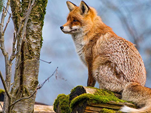 Puzzle für Erwachsene, 2000 Teile, „Der kleine Fuchs unter dem Baum“, Heimdekoration, Gemälde, Poster, 100 x 70 cm Puzzle für Erwachsene, 2000 Teile, „Der kleine Fuchs unter dem Baum“, Heimdekoration, Gemälde, Poster, 100 x 70 cm von AFHMZ