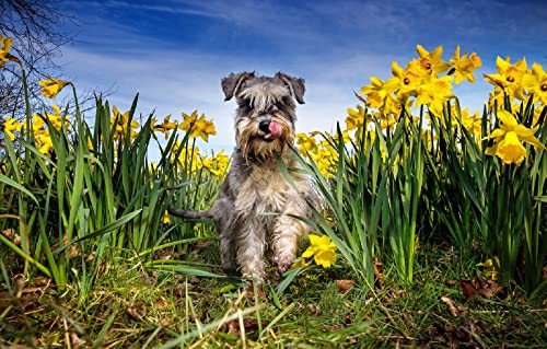 Puzzle für Erwachsene, 2000 Teile, Hund, 70 x 100 cm von AFHMZ