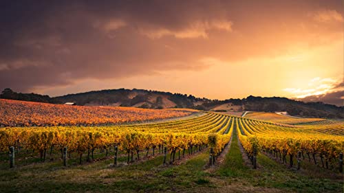 Puzzle für Erwachsene, 2000 Teile, Weinberge in den Adelaide Hills, Australien, 100 x 70 cm Puzzle für Erwachsene, 2000 Teile, Weinberge in den Adelaide Hills, Australien, 100 x 70 cm von AFHMZ