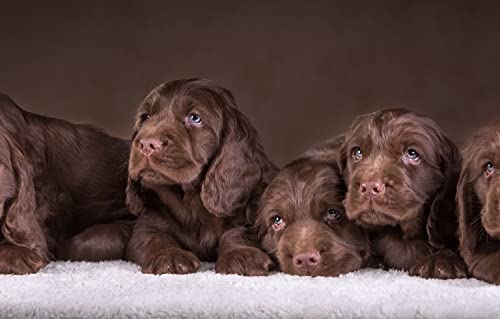 Puzzle für Erwachsene, 2000 Teile, Welpe Spaniel, 70 x 100 cm von AFHMZ