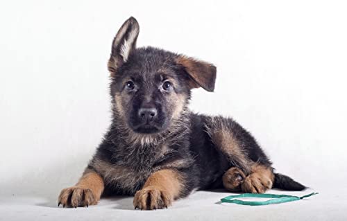 Puzzle für Erwachsene, 300 Teile, Tiere, Deutscher Schäferhund, 38 x 26 cm Puzzle für Erwachsene, 300 Teile, Tiere, Deutscher Schäferhund, 38 x 26 cm von AFHMZ