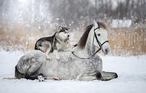 Puzzle für Erwachsene, 500 Teile, Pferd, Hund, Husky, 52 x 38 cm Puzzle für Erwachsene, 500 Teile, Pferd, Hund, Husky, 52 x 38 cm von AFHMZ