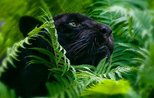 Puzzle für Erwachsene, Papierpuzzle 1000 Teile, Panther im Blatt, individuelles Puzzle, 70 x 50 cm Puzzle für Erwachsene, Papierpuzzle 1000 Teile, Panther im Blatt, individuelles Puzzle, 70 x 50 cm von AFHMZ
