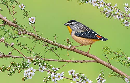 Puzzle für Erwachsene, schwierig, 2000 Teile, Vogelfeder-Schnabel-Puzzle, 100 x 70 cm Puzzle für Erwachsene, schwierig, 2000 Teile, Vogelfeder-Schnabel-Puzzle, 100 x 70 cm von AFHMZ