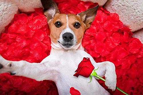 Puzzle für Erwachsene 100 Teile Tiere Hunde Rosen Jack Russell Terrier Roter Blick 45,5x35,5CM Puzzle für Erwachsene 100 Teile Tiere Hunde Rosen Jack Russell Terrier Roter Blick 45,5x35,5CM von AFHMZ