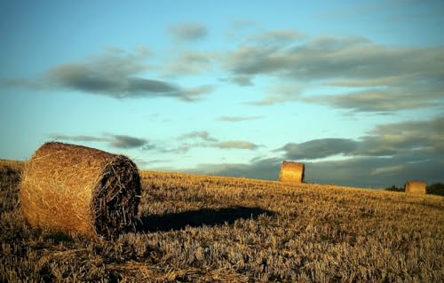 Puzzle für Erwachsene 1000 | Puzzle 1000 Teile für Erwachsene, Geschenke, Feld, Ernte, 70 x 100 cm von AFHMZ