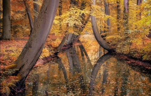 Puzzle für Erwachsene 1000 | Puzzle | Puzzles 1000 Teile für Erwachsene, Bäume, Landschaft, Park, Kanal 52x38CM Puzzle für Erwachsene 1000 | Puzzle | Puzzles 1000 Teile für Erwachsene, Bäume, Landschaft, Park, Kanal 52x38CM von AFHMZ