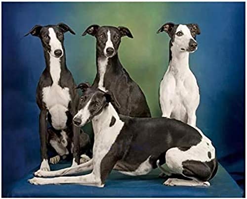 Puzzle für Erwachsene 500 Teile, Whippet-Hunde-Puzzles, Denkspiel, Lernspielzeug, Heimdekoration, Puzzle, 52 x 38 cm Puzzle für Erwachsene 500 Teile, Whippet-Hunde-Puzzles, Denkspiel, Lernspielzeug, Heimdekoration, Puzzle, 52 x 38 cm von AFHMZ