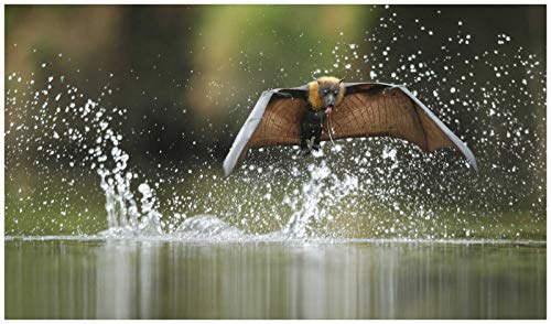 Puzzle für Erwachsene Papierpuzzle 200 Hamster- und Kaninchentiere Unisex-Spiele 35x25CM von AFHMZ